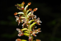 Cranichis ciliata