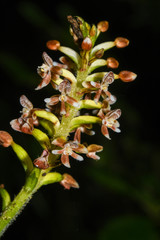 Cranichis ciliata