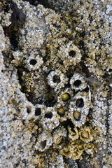 Semibalanus cariosus