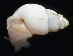 Odostomia