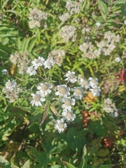 Achillea ptarmica macrocephala