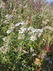 Achillea ptarmica macrocephala