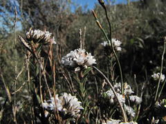 Euchaetis schlechteri