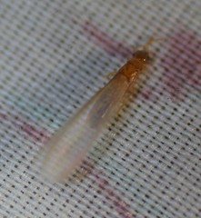 Cryptotermes cavifrons