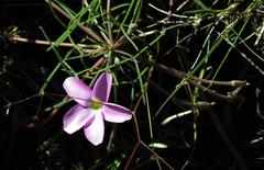 Oxalis polyphylla polyphylla
