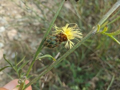 Centaurea scabiosa apiculata