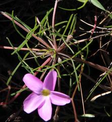 Oxalis polyphylla polyphylla