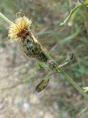 Centaurea scabiosa apiculata