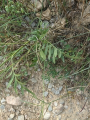 Centaurea scabiosa apiculata