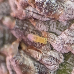 Aphelinidae