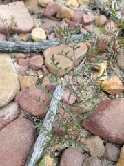 Pelargonium multiradiatum