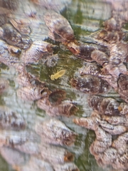 Aphelinidae