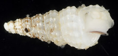 Lirobittium munitum