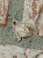 Schinia regina