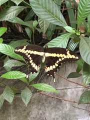 Heraclides cresphontes