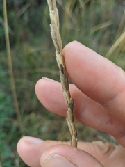 Thinopyrum intermedium barbulatum