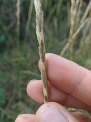 Thinopyrum intermedium barbulatum