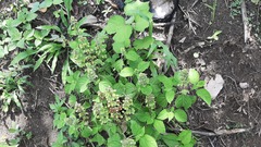 Ocimum campechianum