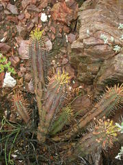 Euphorbia nesemannii