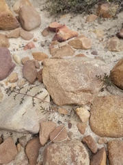 Pelargonium multiradiatum