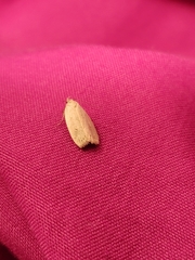Lepidoptera