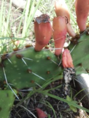 Opuntia leptocarpa