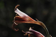 Gladiolus maculatus
