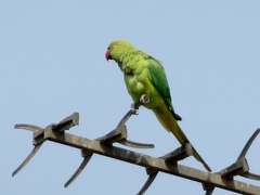 Psittacula krameri