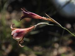 Gladiolus maculatus