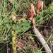 Opuntia leptocarpa - Photo (c) Jerry Morrisey, algunos derechos reservados (CC BY-NC), subido por Jerry Morrisey