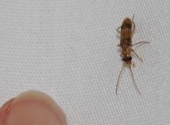 Ditylomorphula subfasciata