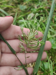 Dactylis glomerata