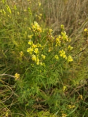 Linaria biebersteinii