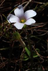 Oxalis dentata