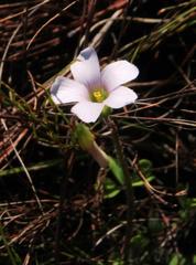 Oxalis dentata