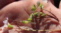 Oxalis dentata