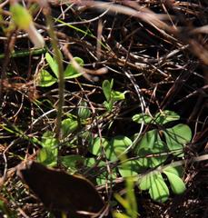Oxalis dentata