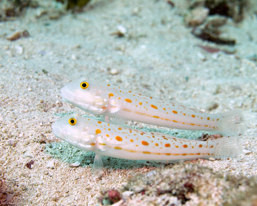 Valenciennea