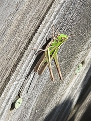 Syrbula admirabilis
