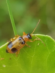 Phyllobrotica quadrimaculata