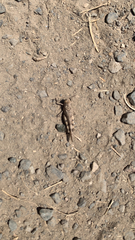 Trimerotropis fontana