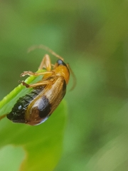 Phyllobrotica quadrimaculata