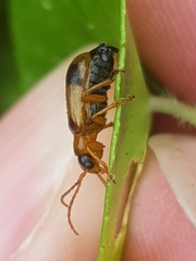 Phyllobrotica quadrimaculata