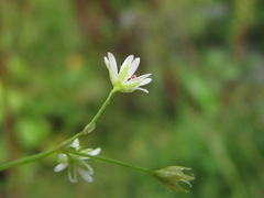 Stellaria anagalloides
