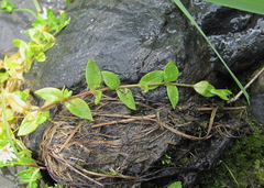 Stellaria anagalloides