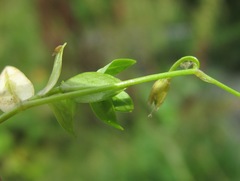 Stellaria anagalloides