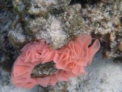 Hexabranchus sanguineus