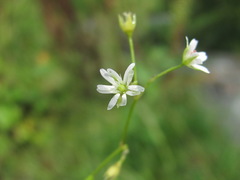 Stellaria anagalloides
