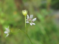 Stellaria anagalloides