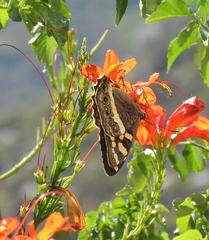 Aeropetes tulbaghia